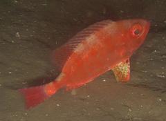 Priacanthus hamrur