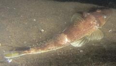 Platycephalus indicus