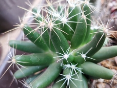 Mammillaria longimamma