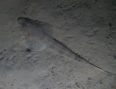 Platycephalidae