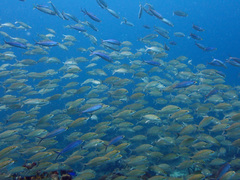 Decapterus punctatus