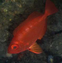 Priacanthus