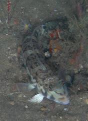 Parapercis robinsoni