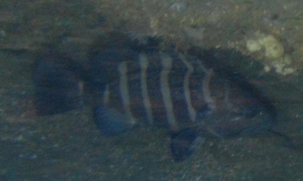 Eightbar Grouper