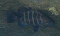 Eightbar Grouper photo 1