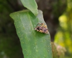 Ocrepeira covillei