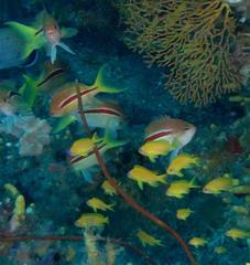 Pseudanthias gibbosus