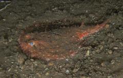 Batfish photo 1