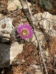 Reichenbachia