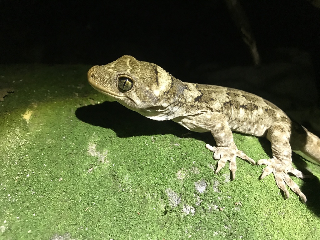 Tohu Gecko