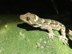 Tohu Gecko photo 1