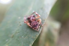 Ocrepeira covillei