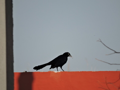 Quiscalus mexicanus