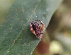 Ocrepeira covillei