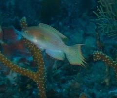 Oxycheilinus bimaculatus