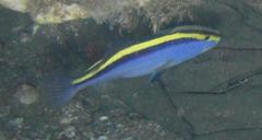 Goldribbon Soapfish photo 5