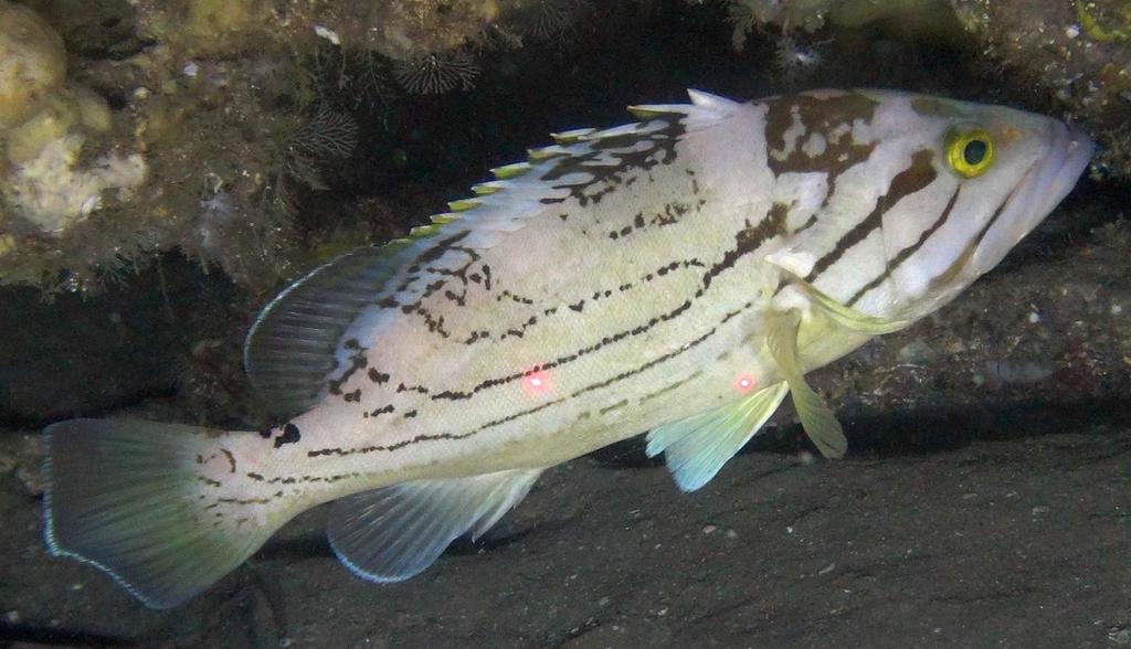 Dot-Dash Grouper