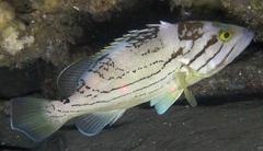 Epinephelus