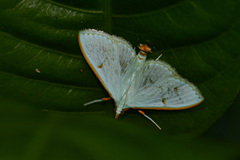 Parotis prasinalis