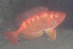 Priacanthus
