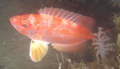 Priacanthus