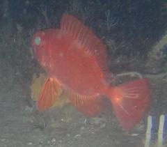 Priacanthus