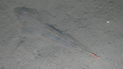 Platycephalidae