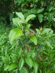 Miconia longifolia