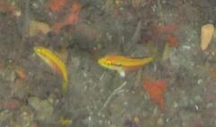 Bodianus bimaculatus