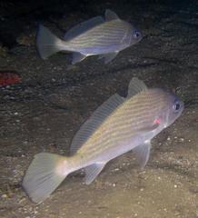 Umbrina canariensis