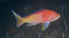 Pseudanthias gibbosus
