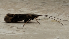 Limnephilus auricula