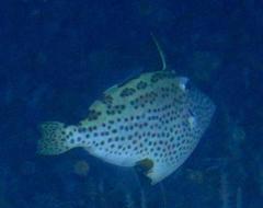 Thamnaconus fajardoi