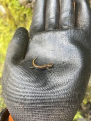 Plethodon vandykei