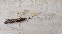 Limnephilus auricula