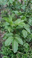 Sambucus nigra
