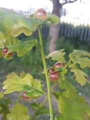 Neuroterus quercusbaccarum