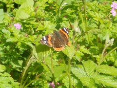 Vanessa atalanta