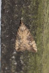 Hypena humuli