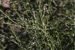 Thesium triflorum