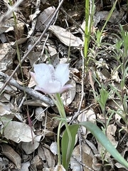 Calochortus tolmiei