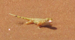 Meroles anchietae