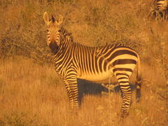 Equus zebra hartmannae