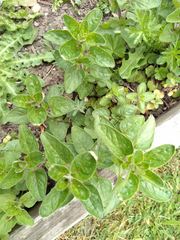 Origanum majorana