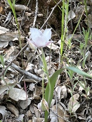 Calochortus tolmiei