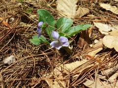 Viola fimbriatula