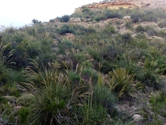 Macrochloa tenacissima