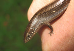 Tetradactylus seps