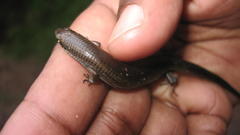 Tetradactylus seps