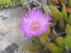 Ruschia promontorii
